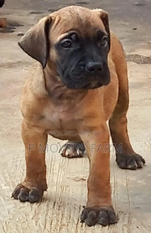 1-3 months Male Purebred Boerboel · Photo 1