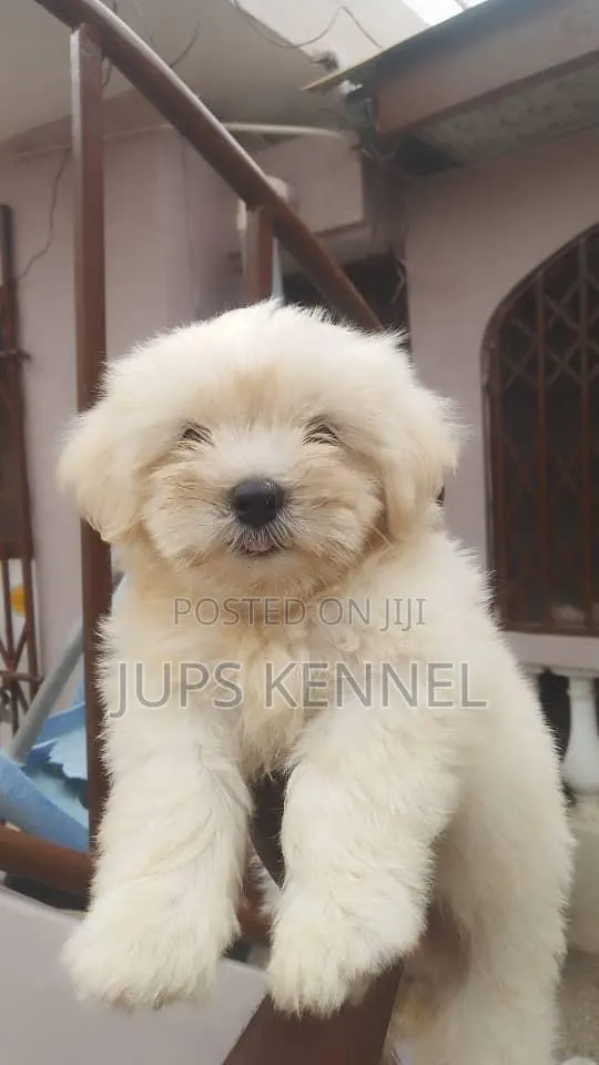 1-3 months Female Purebred Poodle · Photo 1