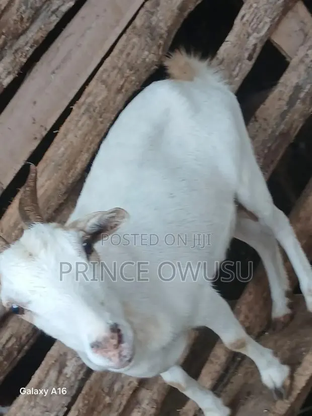Female Goat for Sale · Photo 4