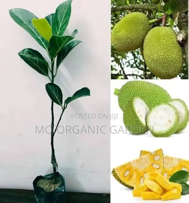 Thai Jackfruit Plant Seedling · Photo 1