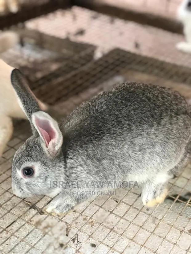 Rabbits for Sale · Photo 1