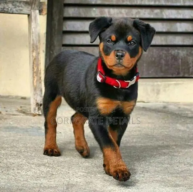 1-3 months Male Purebred Rottweiler · Photo 1