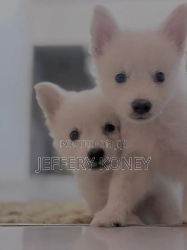 1-3 months Female Purebred American Eskimo · Photo 1