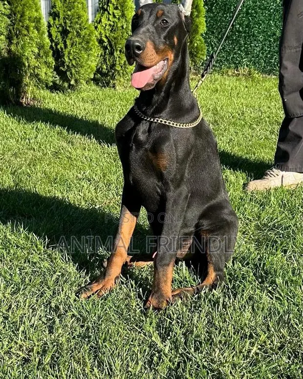 1-3 months Female Purebred Doberman Pinscher · Photo 1