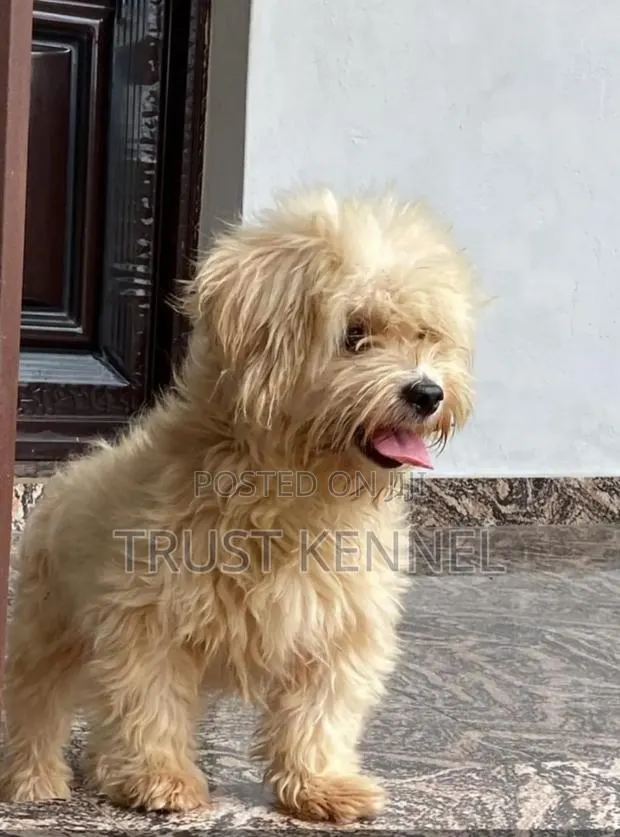 1-3 months Female Purebred Poodle · Photo 1