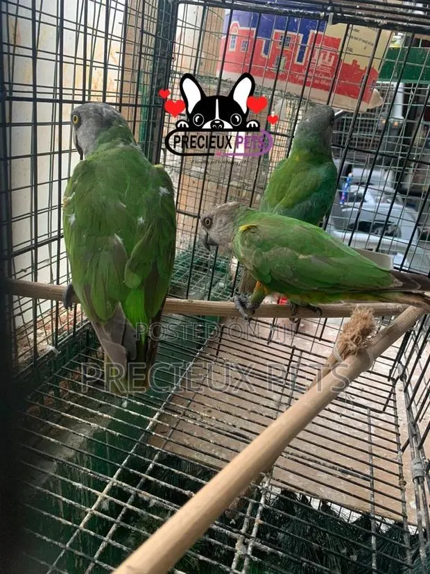 Parrots For Sale · Photo 1