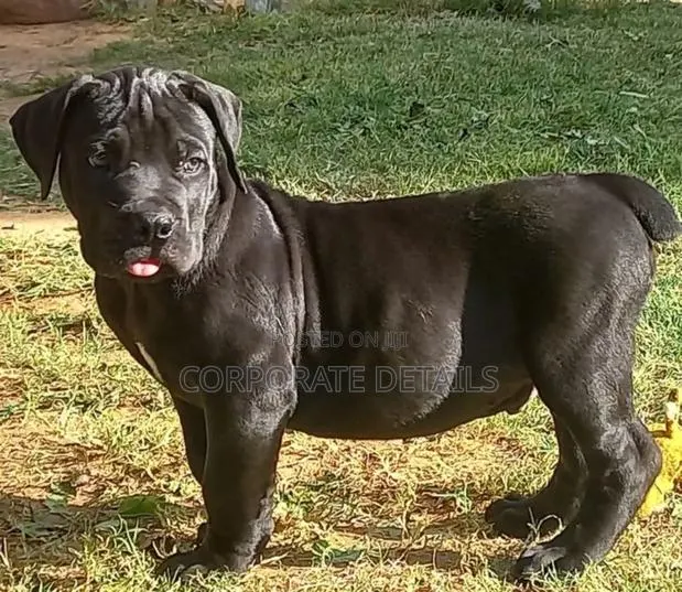 1-3 months Male Purebred Boerboel · Photo 1
