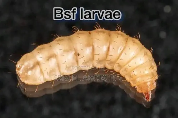 Black Soldier Fly Maggots, Pupae, Eggs,Love Net, Organic Fertiliser · Photo 2
