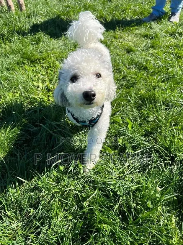 3-6 months Female Purebred Poodle · Photo 1
