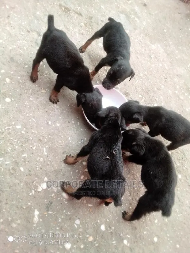 0-1 month Female Purebred Doberman Pinscher · Photo 1