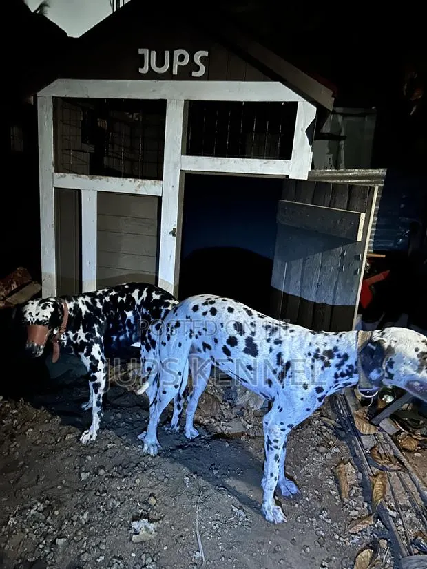 Dalmatian Male Available for Crossing/Mating/Stud Services · Photo 2