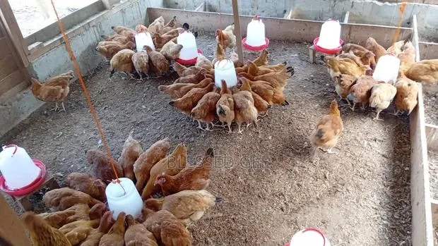 Day Old, 1 Month and Mature Well Vaccinated Sasso Birds · Photo 1