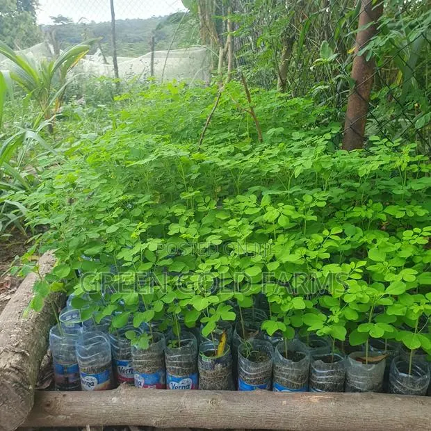 Moringa Seedlings · Photo 1