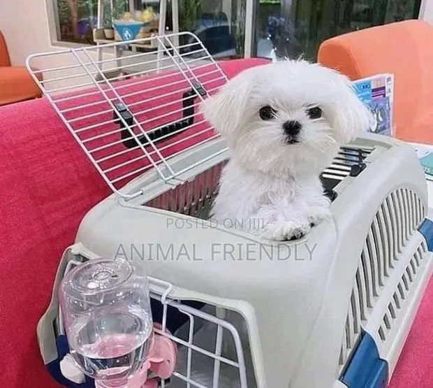 1-3 months Male Purebred Maltese · Photo 1