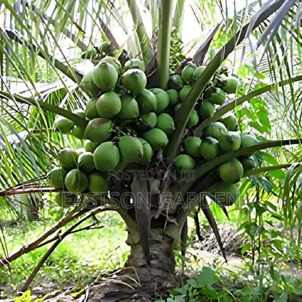 Brazilian Dwarf Coconut Seedlings · Photo 1