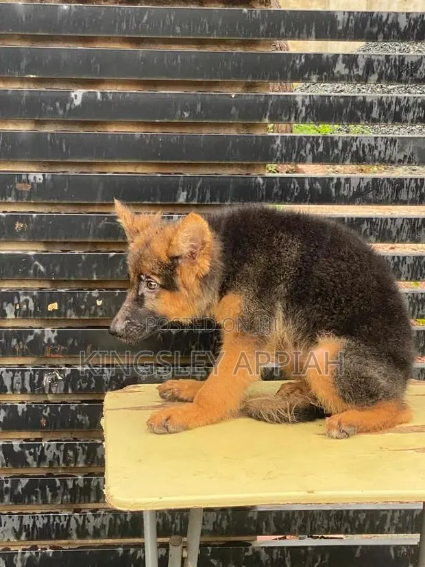 1-3 months Male Purebred German Shepherd · Photo 1
