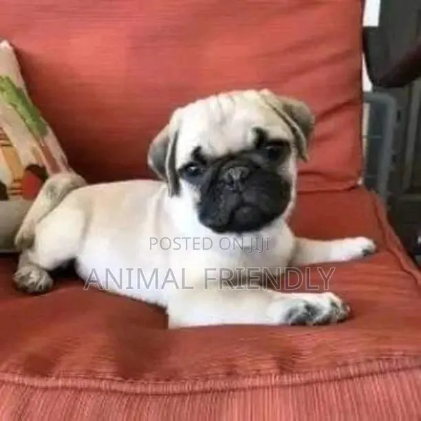 1-3 months Male Purebred Pug · Photo 1