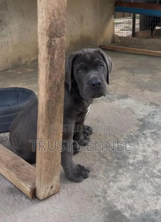 1-3 months Female Purebred Cane Corso · Photo 1