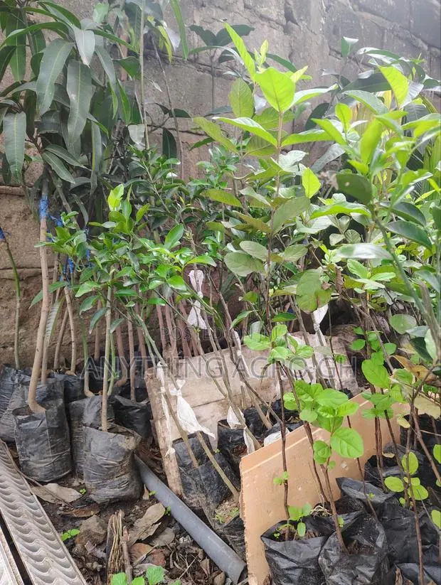 Keith Mango Seedlings · Photo 1
