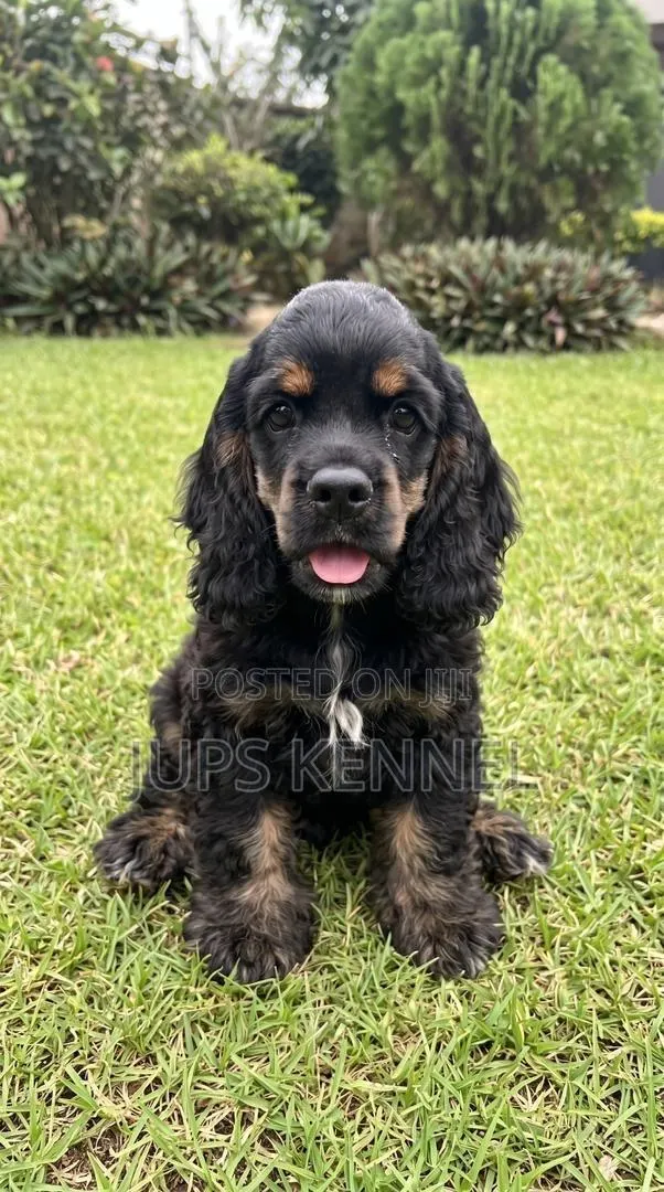 1-3 months Female Purebred Cocker Spaniel · Photo 1