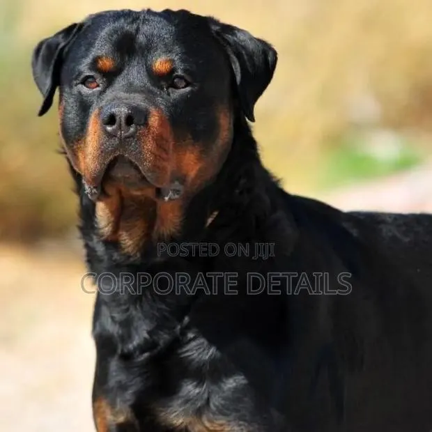 3-6 months Male Purebred Rottweiler · Photo 1
