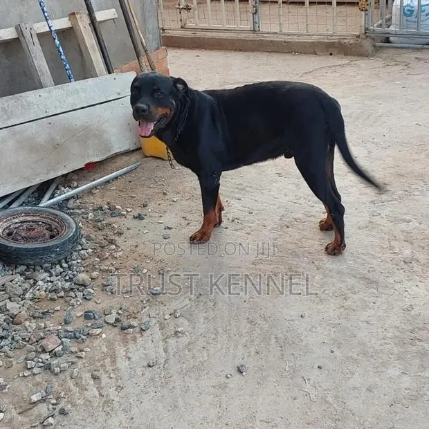 6-12 months Male Purebred Rottweiler · Photo 1