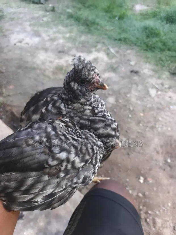Hybrid Chicken for Sale · Photo 1