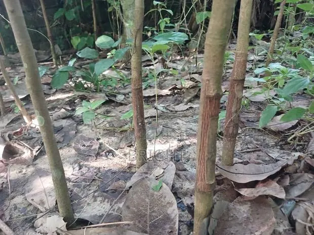 Rubber Stumps · Photo 1