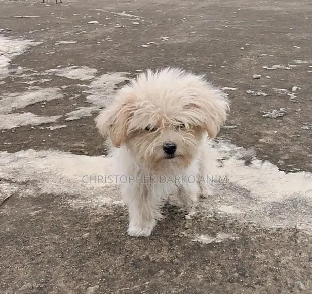 3-6 months Male Purebred Poodle · Photo 4