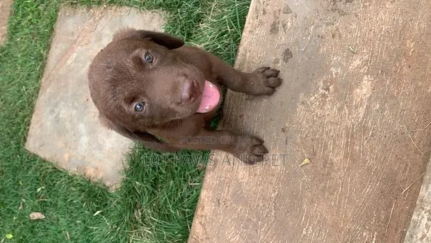 1-3 months Female Purebred Labrador Retriever · Photo 1
