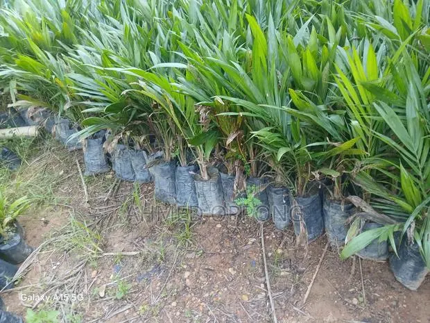 Oil Palm Seedlings · Photo 1