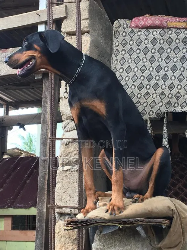 Solid Doberman Available for Crossing · Photo 3