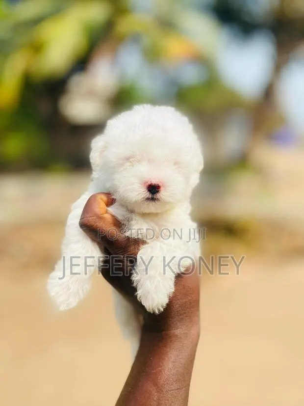 1-3 months Male Purebred Maltese · Photo 1