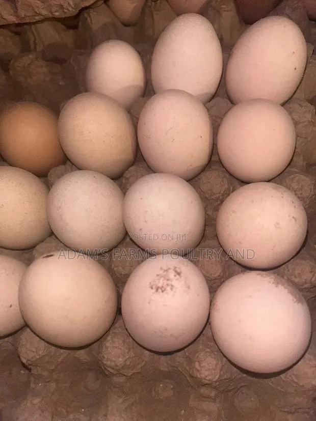Brahma Fertile Hatching Eggs · Photo 1