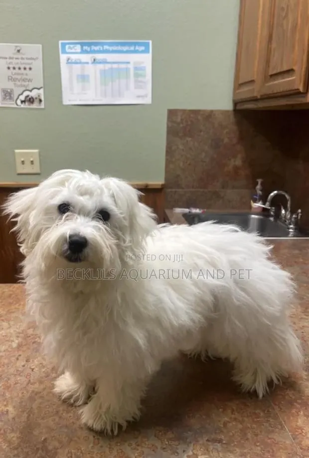 3-6 months Female Purebred Maltese · Photo 1