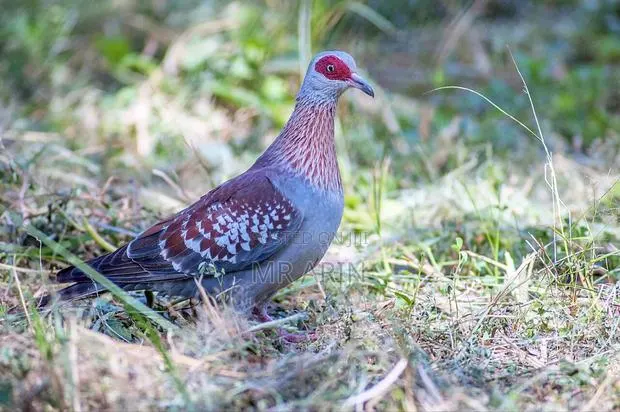 Speckled Pigeon · Photo 2