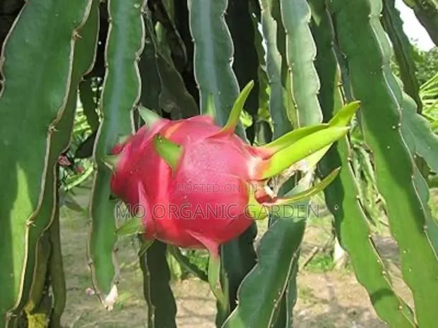 White Dragon Fruit Cuttings/Seedling · Photo 1