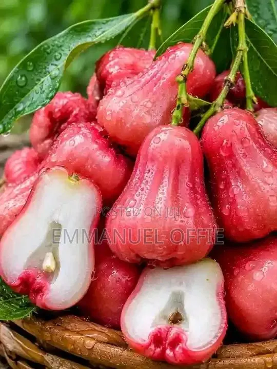 Malay Apple Seedlings Available · Photo 1
