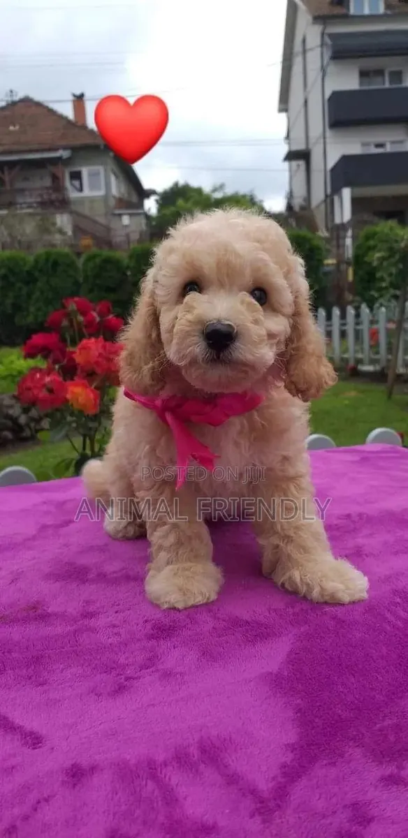 1-3 months Female Purebred Lhasa Apso · Photo 1