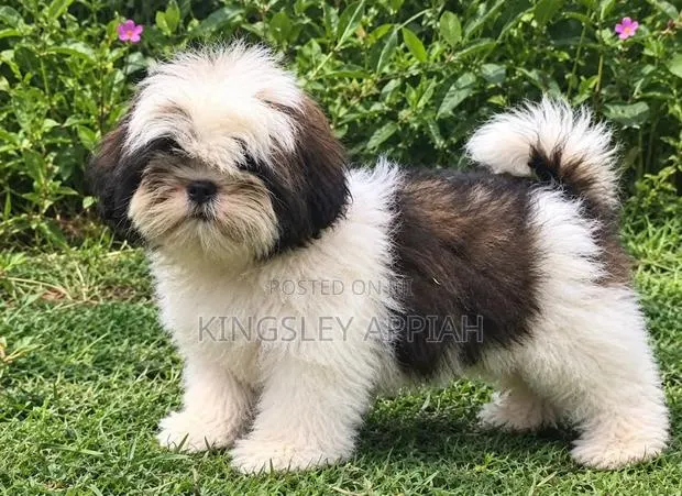 1-3 months Male Purebred Shih Tzu · Photo 1