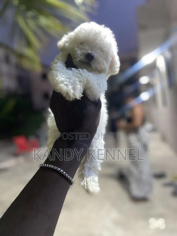 1-3 months Male Purebred Maltese · Photo 1