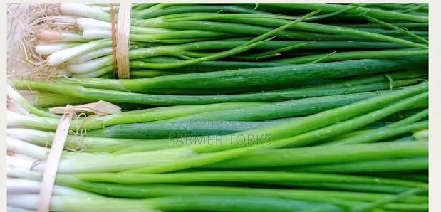 Spring Onion · Photo 1