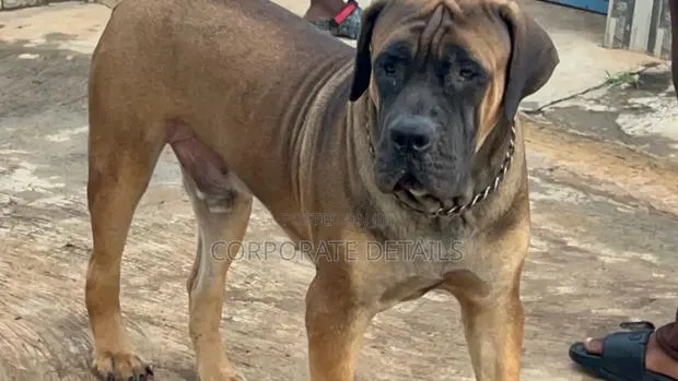 1+ year Male Purebred Boerboel · Photo 1