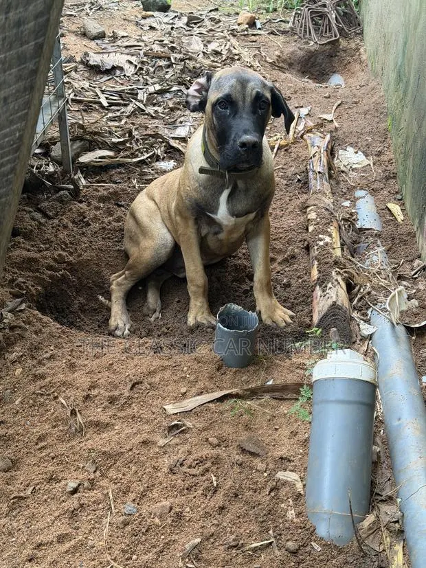 Adult Boerboel Available For Crossing · Photo 1