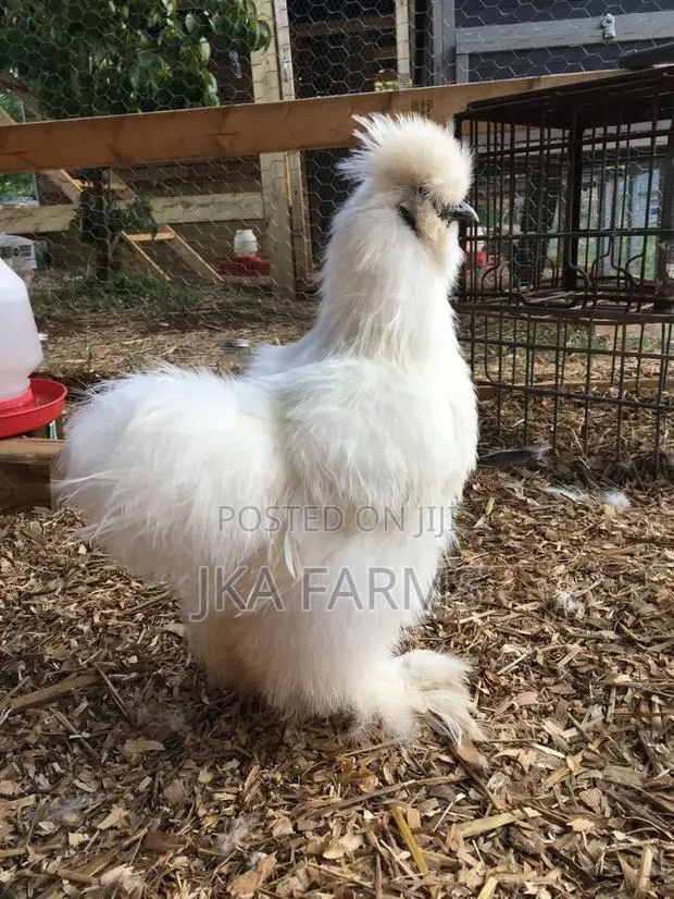 Silkie Chicken for Sale · Photo 1