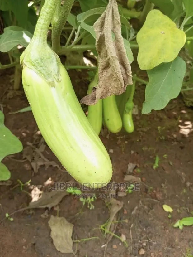 Green Melongena Eggplant · Photo 1