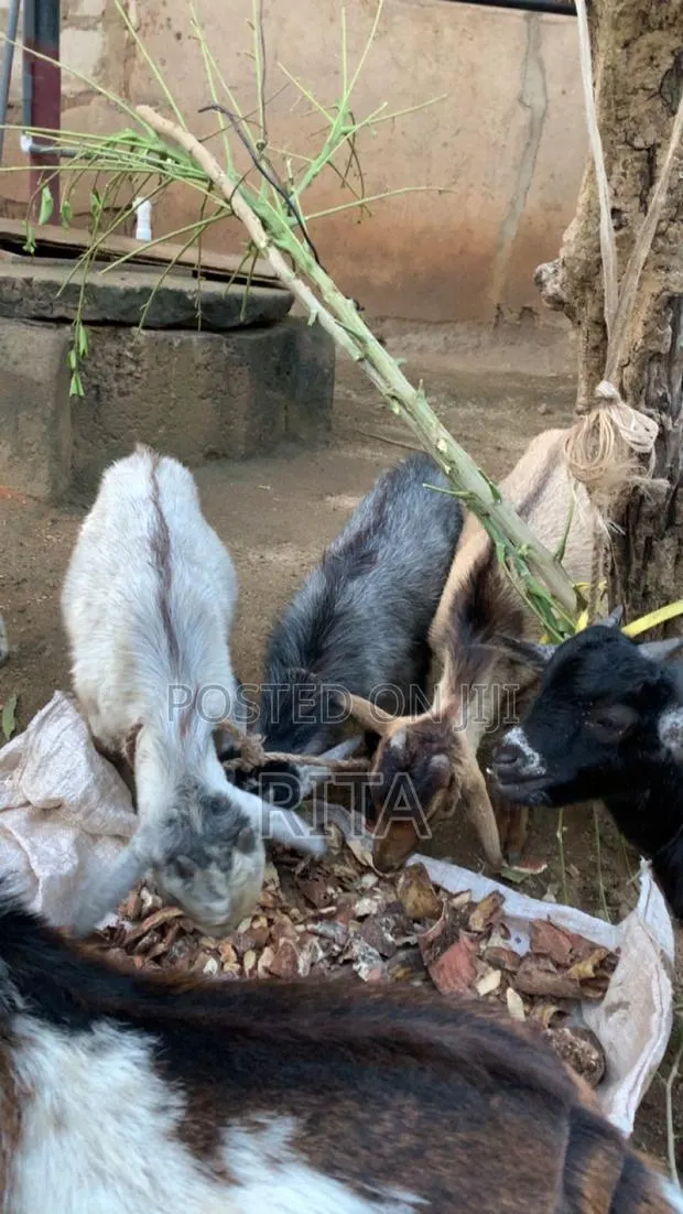 Ritty Livestock · Photo 1
