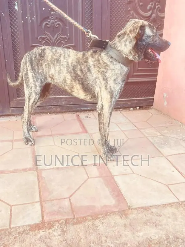 6-12 months Female Mixed Breed Boerboel · Photo 1