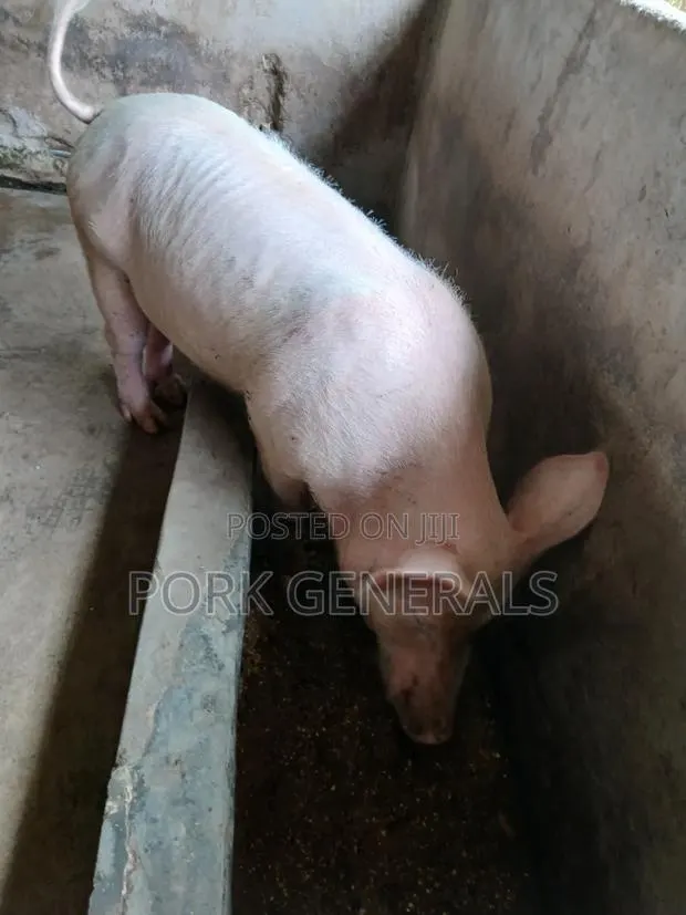 Healthy Pigs for Sale 10-130kgs · Photo 2