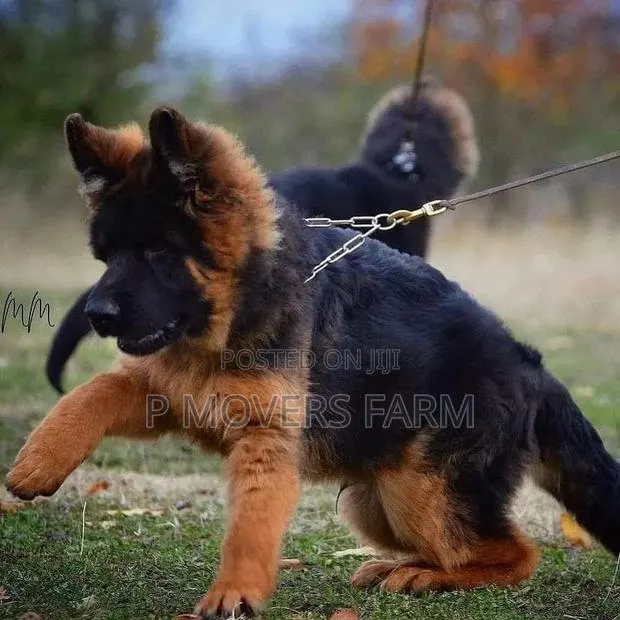 3-6 months Male Purebred German Shepherd · Photo 1